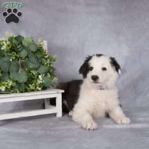 Bailey, Border Collie Puppy